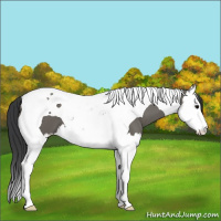 Horse Color:Grullo Splash Tobiano