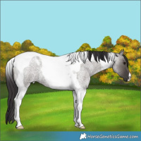 Horse Color:Smoky Grullo Roan Tobiano