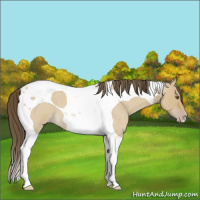 Horse Color:Classic Cream Champagne Roan Dun Tobiano 