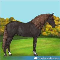 Horse Color:Liver Chestnut Rabicano 