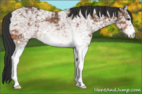 Horse Color:White Spotted Bay Ice 