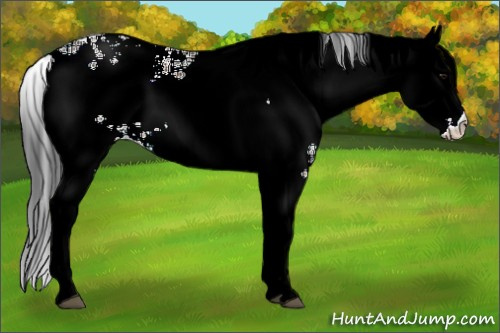 Horse Color:White Spotted Bay