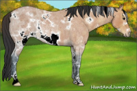 Horse Color:White Spotted Bay Ice Roan Frame 