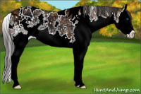 Horse Color:White Spotted Bay Ice Splash 