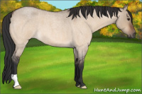 Horse Color:Brown Roan Dun