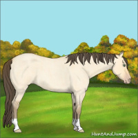 Horse Color:Amber Cream Champagne Roan Dun 