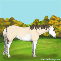 Horse Color:Amber Cream Champagne Roan Dun Splash 