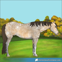 Horse Color:Buckskin Ice 
