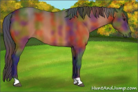Horse Color:Nacre Bay 