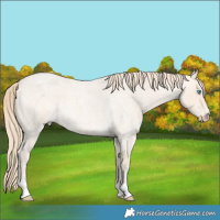Horse Color:Perlino Roan 