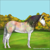 Horse Color:Nacre Bay Roan Dun Splash Rabicano