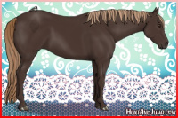 Horse Color:Liver Chestnut Rabicano 