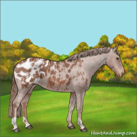 Horse Color:Chestnut Appaloosa  and Red Roan Appaloosa 