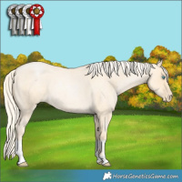 Horse Color:Palomino Roan Pearl  and Palomino Roan Pearl 
