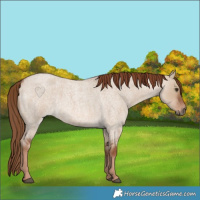 Horse Color:Red Dun Roan 