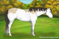 Horse Color:Amber Cream Champagne Roan Dun Splash 