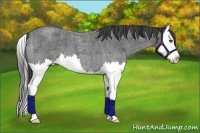 Horse Color:Smoky Blue Roan Splash 