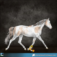 Horse Color:White Spotted Gold Champagne Pearl Splash Tobiano Rabicano 