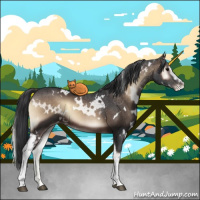 Horse Color:White Spotted Brown Onyx Appaloosa