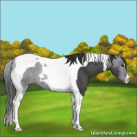 Horse Color:Black Tobiano 