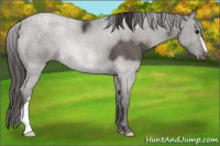 Horse Color:Smoky Black 