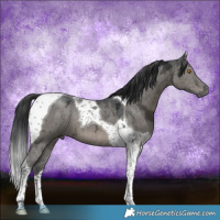 Horse Color:Grullo Ice Tobiano Brindle 