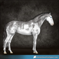 Horse Color:Smoky Blue Roan Sabino Splash Rabicano 