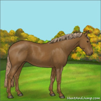 Horse Color:Chocolate Palomino 