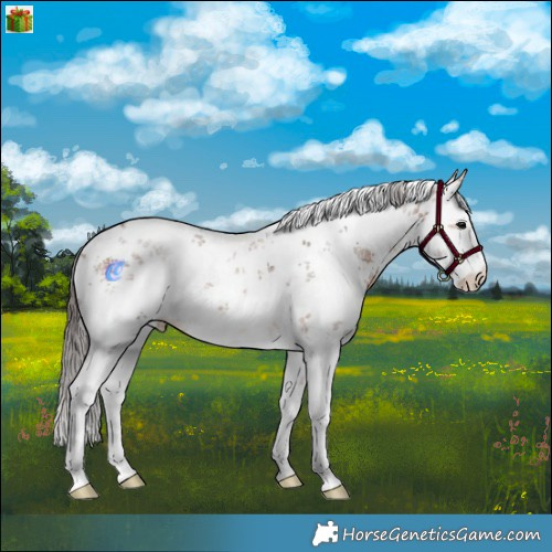 Horse Color:White Spotted Bay Sabino Rabicano 