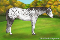 Horse Color:Liver Chestnut Sabino Splash Appaloosa  and Gray Liver Chestnut Sabino Splash Appaloosa 