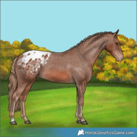 Horse Color:Chestnut Appaloosa 