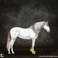Horse Color:Liver Red Dun Pearl Splash Tobiano Frame 