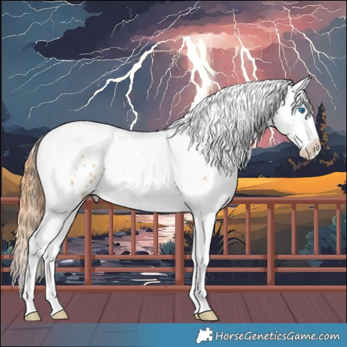 Horse Color:Red Dun Splash Tobiano Appaloosa Rabicano 