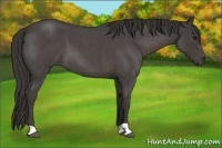 Horse Color:Smoky Blue Roan 