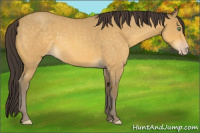 Horse Color:Amber Cream Champagne Roan 
