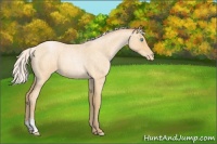 Horse Color:Silver Buckskin Roan Pearl