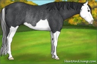 Horse Color:Black Splash Rabicano