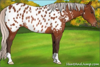 Horse Color:Silver Brown Appaloosa Rabicano 