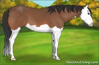 Horse Color:Bay Splash 
