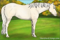 Horse Color:Palomino Roan Pearl  and Palomino Roan Pearl 