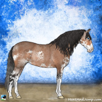 Horse Color:Bay Splash Rabicano 