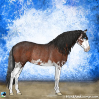 Horse Color:Brown Splash Rabicano 