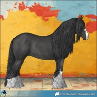Horse Color:Black Rabicano 
