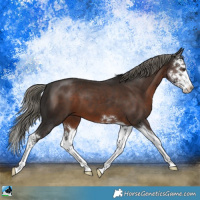 Horse Color:Liver Chestnut Mushroom Splash 