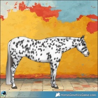 Horse Color:Black Near Leopard 