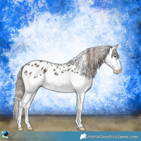 Horse Color:Liver Chestnut Splash Appaloosa 