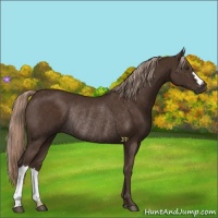 Horse Color:Liver Chestnut Rabicano 