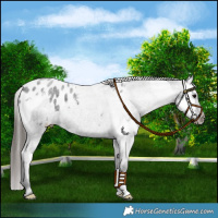 Horse Color:Black Splash Tobiano Appaloosa  and Blue Roan Appaloosa 