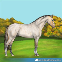 Horse Color:Chocolate Palomino Roan Pearl Splash and Buckskin Roan Dun Tobiano