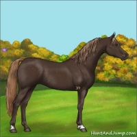 Horse Color:Liver Chestnut Rabicano 